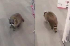 Raccoon Shopping