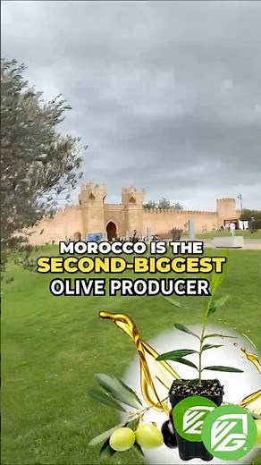 Morocco's Plants: Wellspring Gardens' Botanical Adventure