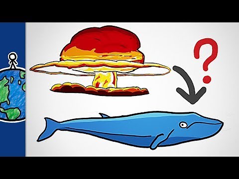 What Nuclear Bombs Taught Us About Whales