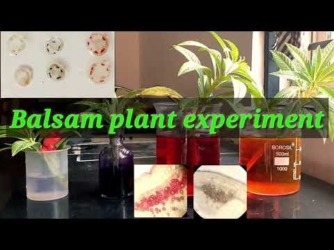 Balsam Plant Experiment