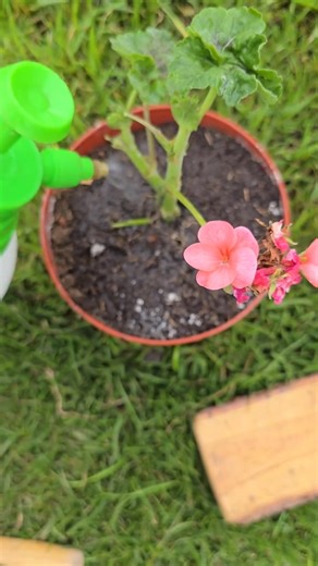 Turn your kitchen waste into powerful plant food! 讀 In this video,...