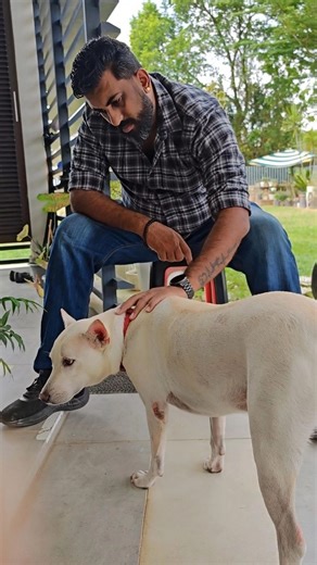 The Pets Masters on Instagram: "1st Pre-Training Assessment Session with Max 🐾 Meet Max, a handsome Malaysian breed boy with a gentle heart. During his first pre-training assessment, Max showed a lot of fear and anxiety — so much that his pet parent couldn’t even put on a collar, bring him out for walks, or shower him comfortably. Our session focused on building trust, reducing fear, and understanding his emotional triggers. No force, no rushing — just calm energy, patience, and clear communica