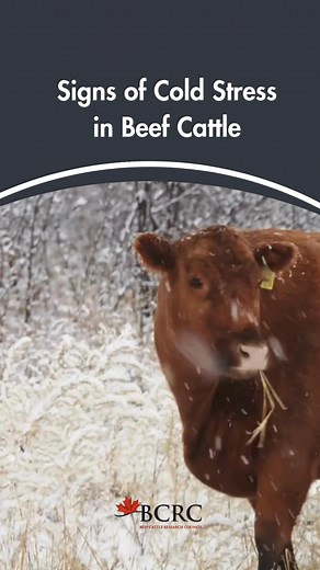 54K views · 236 reactions | Beef cattle can acclimatize themselves to cold weather quite well through thicker hair coats and increasing feed intake. However, cows and heifers in poor body conditions, or young calves, are at an increased risk of cold stress. Watch for the signs: https://www.beefresearch.ca/topics/winter-management-of-beef-cattle/ | Beef Cattle Research Council | Facebook