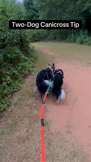 North American Canicross LLC on Instagram: "Running two dogs? 🐕🐕 Don’t forget to swap their sides! It’s a simple training hack that builds balanced muscles, prevents overuse, and even gives them brain enrichment with new challenges like passing and turning on a different side! Train smart, run strong, and keep your team thriving on the trails! #Canicross #TwoDogTeam #TrailDogs #canicrosstraining"