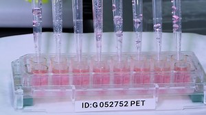 Monitoring Influenza Virus Survival Outside the Host Using Real-Time Cell Analysis