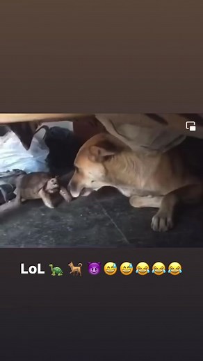 LoL 🐢 🐕 😈😅😅😂😂😂 | Animal World
