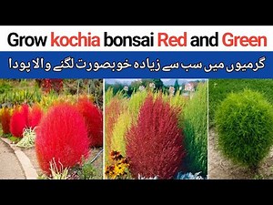 How to Grow Kochia from Seeds at Home – Easy Step-by-Step Guide (100% Success!) 🌱🔥