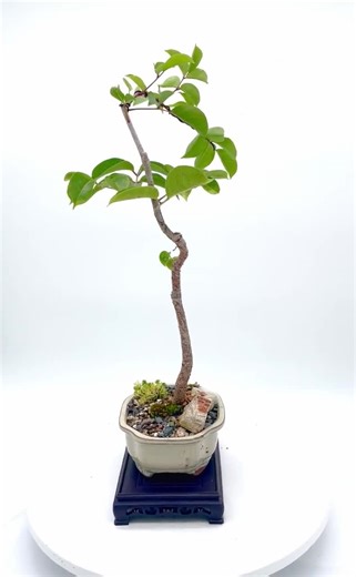 Gumbo Limbo Bonsai Tree "green Elegance" Collection From Cute Little Bonsai, Exceptional Copper Pearl Pealing Trunk. - Etsy