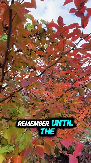 🍂🌊 Keep Your Skimmer Clear! As leaves fall, remember to regularly check and clean your skimmer. A clogged skimmer means trouble for your pump, risking damage and inefficiency. Save your system from stress by keeping that basket empty. Protect your pump, maintain flow, and keep your water pristine. It’s a simple step with big benefits! | Falling Water Designs