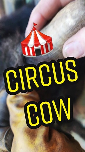 Meet Earhorn: The Uniquely Different Circus Cow