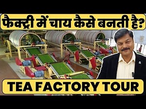 Uncovering the Secrets of CTC Tea Processing in a Factory #teabusiness #teaeducation #teafactory