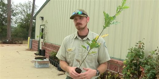 Angelina County organization to pass out free saplings for arbor day