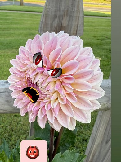 Windsor CT Garden Club on Reels | Facebook