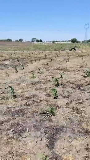 36K views · 705 reactions | #12 بور للبيع في فرشا السعر مناسب 69131305/86194383/95090794 | Alchourouk Al-Akaria الشروق العقارية | Facebook