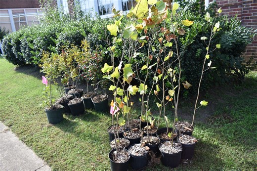 Richmond Tree Week to bring tree-centric events to the River City