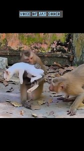 483K views · 10K reactions |  | Jay Coded | Facebook