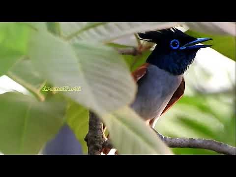 Bird Call - Paradise Flycatcher