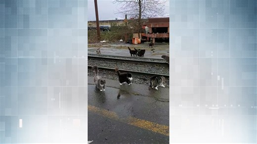 Crofton mill workers rescue site's feral cats before closure