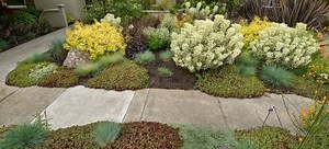 How to Source Native Plants for Landscaping | DoItYourself.com