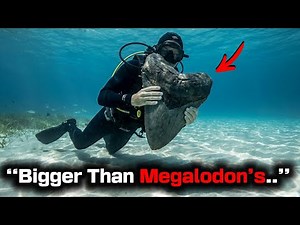 Divers Found Enormous Shark Tooth That Even Bigger Than Megalodon's In Untouched Atlantic Atoll!