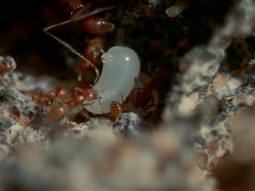 Fungal storms: Spores, dust and rising risks