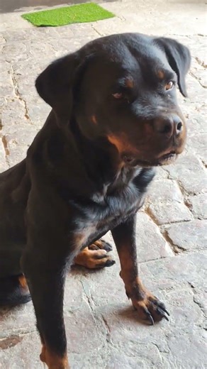 cute 🥰#viral #dogshorts #rottweiler #ytshorts #roxy #youtubeshorts #subscribemychannel