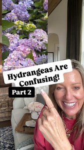 See part 1 to find out which hydrangeas you should be cutting back right now! Both of the first two hydrangeas are called macrophylla which is way too big of a word for us here at hey honeysuckle so we call them big leaf hydrangeas. * “Macro” means “big” * “Phylla” means “leaf” * Big leaf hydrangea.. * macrophylla hydrangea… * exactly the same thing. There are different types of big leaf hydrangeas. Those big round fluffy blooms (the first one I pointed to) come from a mophead hydrangea. Aren’t 