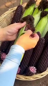 💜 NATUMED PRESENTA: MAÍZ MORADO – EL ORO ANTIOXIDANTE QUE SANA TU CUERPO El maíz morado es más que color: es salud, tradición y energía natural. 🌽✨ Una joya ancestral que revitaliza desde la raíz y fortalece tu bienestar. 🔍 ¿QUÉ LO HACE TAN ESPECIAL? Descubre su perfil nutricional NATUMED - 🌈 Antocianinas: pigmentos antioxidantes que protegen tus células. - 💎 Flavonoides: combaten el estrés oxidativo y apoyan la función celular. - 🧠 Fenoles: ayudan a preservar la salud cerebral. - 🍃 Rico 