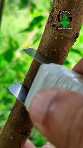 1.9M views · 7.3K reactions | Patch bud grafting techniques mulberry | Easy Grafting Techniques | Facebook