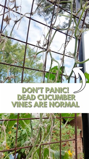 Your cucumber vines look terrible and you think you killed them? Stop blaming yourself, this is the natural garden cycle! Cucumber vines don't survive the entire season. When they die back, just rip them out and plant fall crops instead. It's not failure, it's how gardening works! Let go and move on to your next crop! 👉 Follow @homegrowngardenschicago for seasonal gardening reality! #gardening #cucumbers #vegetables #fallgardening #gardeningtips