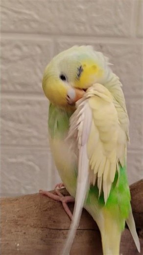 Cute Female budgie Pixie 🧚💕 #birds #vibrantbirds