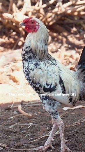 ‎Chickens Can Count 🧮‎#animalfacts #didyouknow #shorts #chickenfacts
