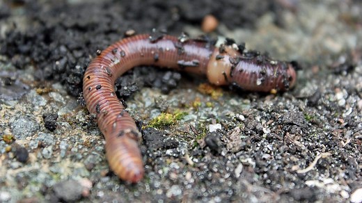 How materials are cycled in an ecosystem - Natural cycles and decomposition - Edexcel  - GCSE Combined Science Revision - Edexcel - BBC Bitesize