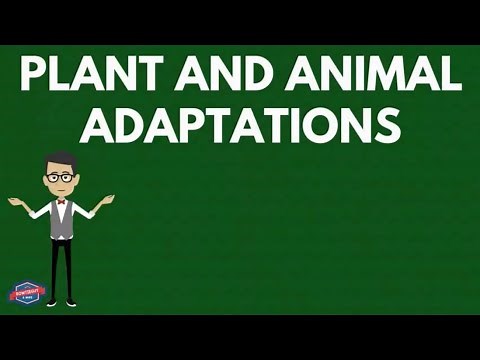 Plant & Animal Adaptations - Educational Ecosystems & Life Science Video for Elementary Kids