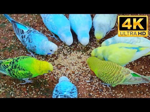 Grand Budgie Feeding Party! Active Parakeets Eating & Chirping on the Ground