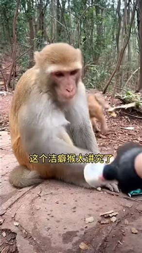 fanny monkey 155 short video comedy