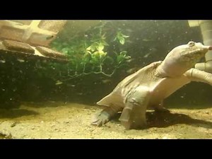 Pelodiscus sinensis Mating #2