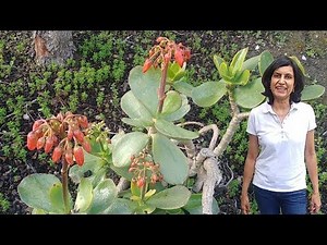 Propagating pig's ear succulent (with updates)