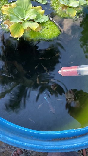 Los peces guppy viven con un bettas androide #betta #guppy #juntos | Platino Bettas