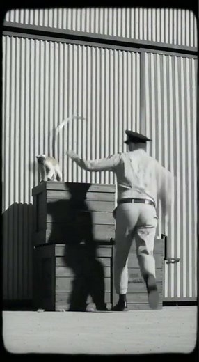 OMG!!!!!! THIS MONKEY IS AN ALIEN!