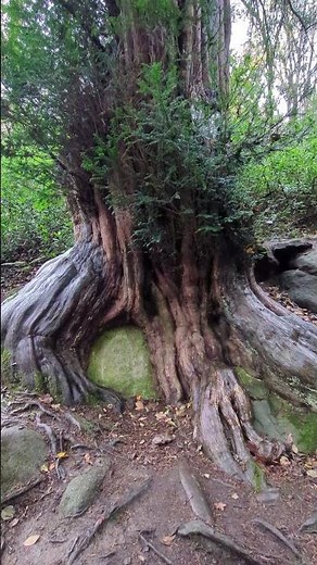 The Ancient Yew Tree – Mythical Spirit of the Forest 🌲✨