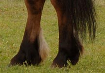 Students learn how to handle wild Dartmoor ponies - Horse & Hound
