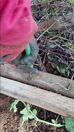 How to remove fencing staples from wood using fencing pliers #fencing #pliers #shorts #gardening