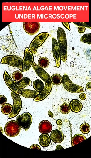 Euglena Algae Bloom Under Microscope 🔬 Insane how they can change color from green to red like this! #microscope #microbiology #sciencefun | Closeintel