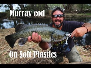 Murray cod fishing with soft plastics
