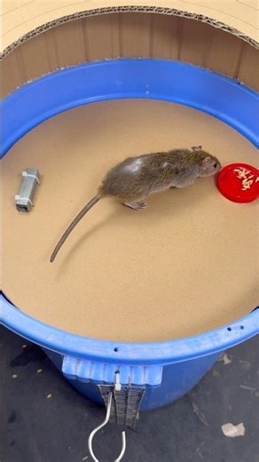 Mousetrap68//Homemade Mouse Trap | Plastic Bucket + Cardboard Works Great #rat