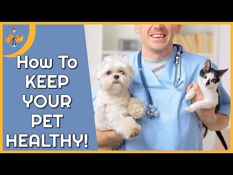 The 5 Steps to Keeping YOUR Pet Healthy (+ free guide)