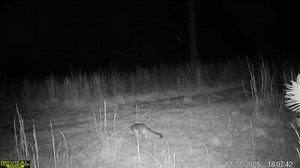 I really hate grey fox!! #trapping #Coyotes #fox #wildanimals #wildlife #ifyouknowyouknow Trap One The Trapping Classroom | Final Step Trapping