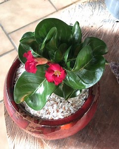 As rosas do deserto DHA (dorset horn adenium) são incríveis! Difícil não se apaixonar por elas. Quando estão florindo, então, nem se fala! 😍 . Ao contrário do que se pensa, dha não é uma espécie e sim uma mutação genética que pode ocorrer, em tese, em qualquer espécie. No nosso site, por exemplo, você encontrará sementes da DHA Khz, que é essa do vídeo de hoje. A Khz é uma thai socotranum. Se quiser conferir, basta clicar no vídeo, que aparecerá o link do produto. 😉 . Enquanto isso, me deixe a