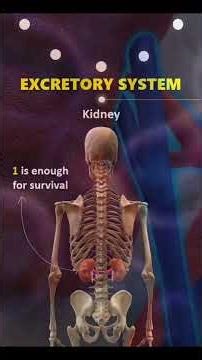CHAPTER #01 |EXCRETORY SYSTEM |ANIMATION BASED LEACTURE | for MCAT,NEET #mdcat2025 #challenge #fypシ